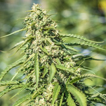 Photo of XJ13 .3 gram Pre Roll five pack