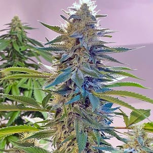 Photo of Blue Widow Feminized