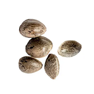 Photo of Bruce Banner Seeds - Autoflower