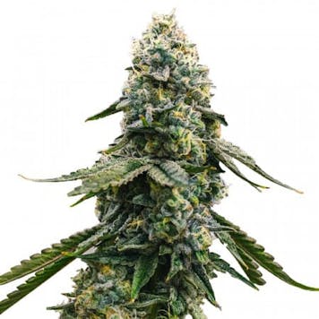 Photo of Blue Cheese Feminized