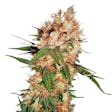 Product image for Strawberry Ice Feminized