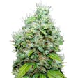 Product image for NYC Diesel (fem) seeds
