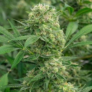 Photo of Glueberry OG