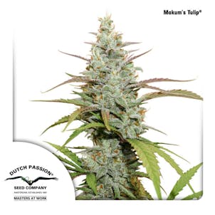 Photo of Mokum's Tulip