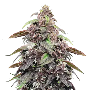 Photo of Blackberry Kush Autoflower Seeds