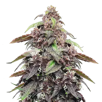 Photo of Blackberry Kush Autoflower Seeds