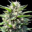 Product image for Northern Lights Auto Fem Seeds
