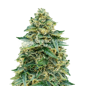 Photo of Stardawg Feminized Seeds