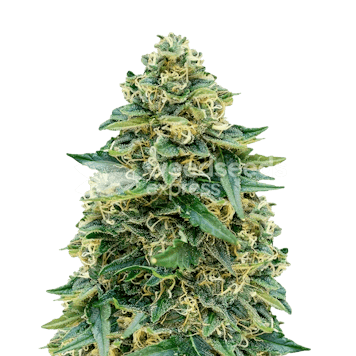 Photo of Stardawg Feminized Seeds