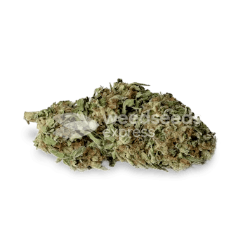 Photo of Haze Autoflower Seeds