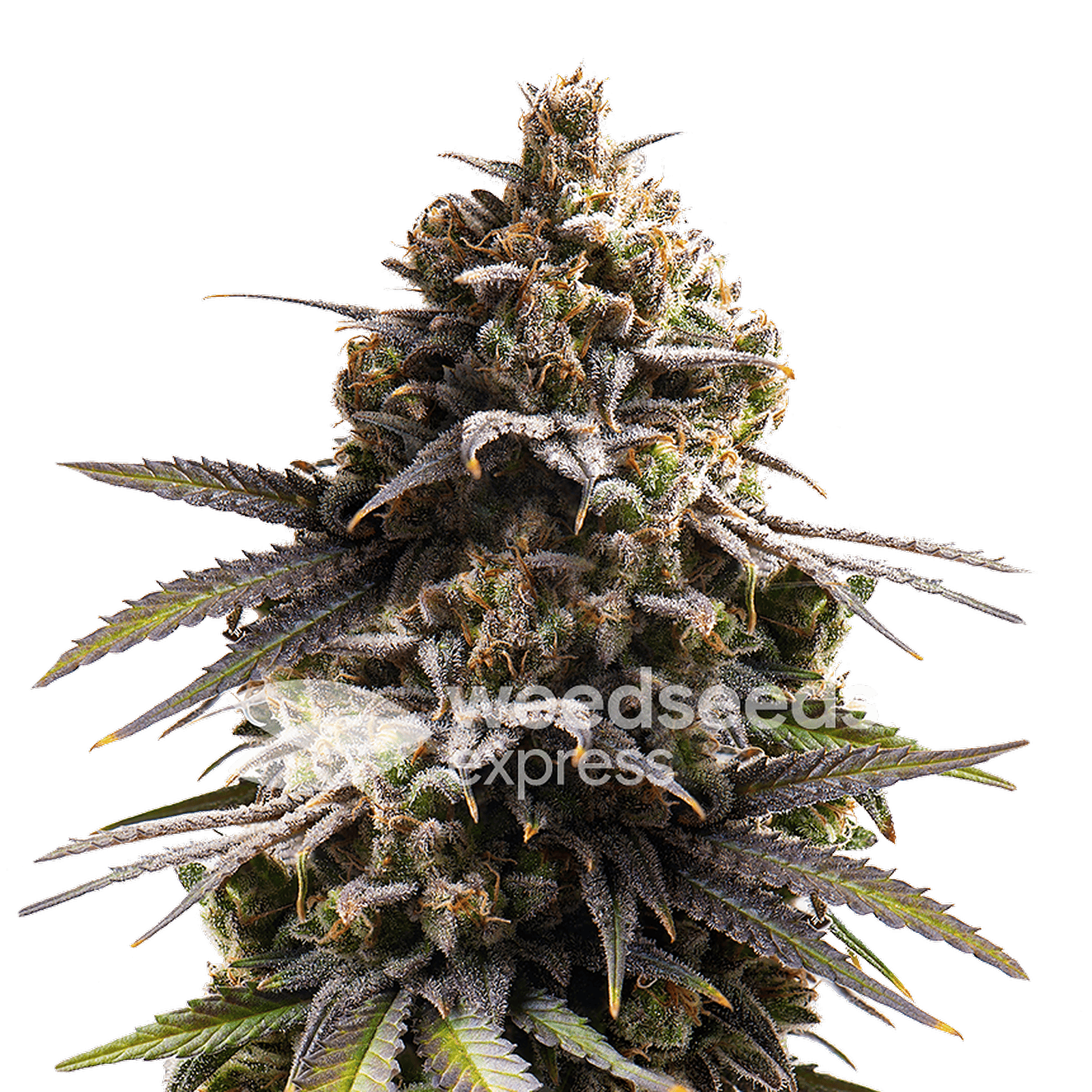 Weedseedsexpress Purple Punch autoflower seeds Leafly