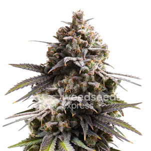 Photo of Purple Punch Autoflower Seeds