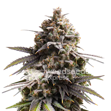 Photo of Purple Punch Autoflower Seeds