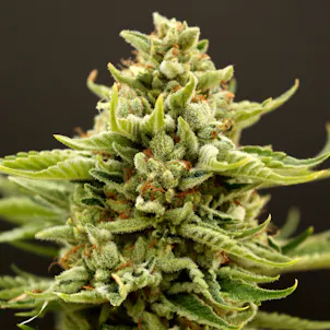 Photo of Rebel Berry OG