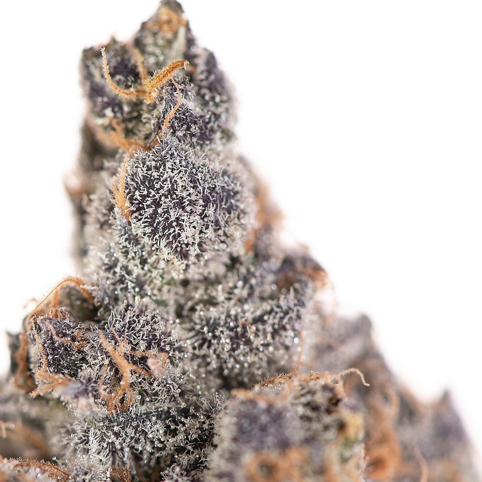 Higher Minds Horticulture Fritter Glitter Leafly