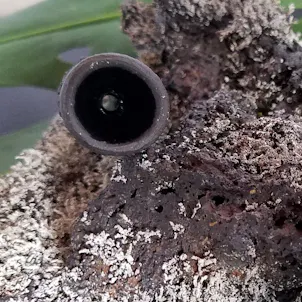 Photo of Lava Tube (3 1/4 in, 8.5 cm)