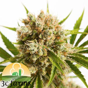 Photo of 3C Bermuda OG