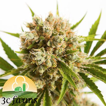 Photo of 3C Bermuda OG