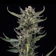 Product image for Notorious THC Feminized Cannabis Seeds