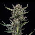 Notorious THC Feminized Cannabis Seeds