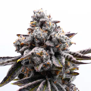 Photo of Good Day Farm: Biscotti Pie | Exotics Flower | 3.5g