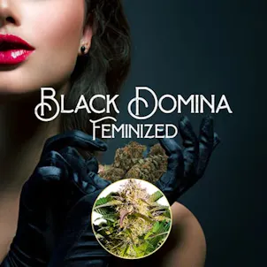 Photo of Black Domina Feminized