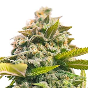 Photo of Pineapple Express Feminized