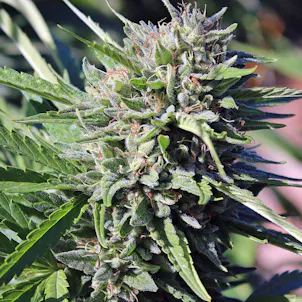 Photo of Purgatory (Hells OG x Querkle)