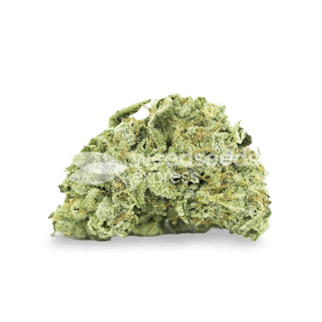 Photo of Stardawg Autoflower Seeds