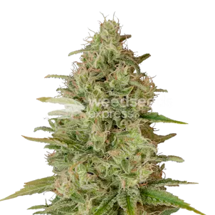 Photo of Critical Jack Feminized Seeds
