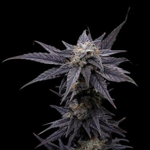 Photo of 3.5g Haze AF - Living Soil Cannabis - Upstate Elevator Operators