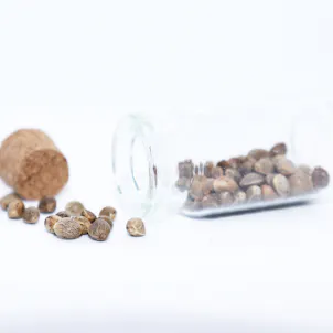 Photo of Spectrum Non-Feminized Hemp CBD Seed