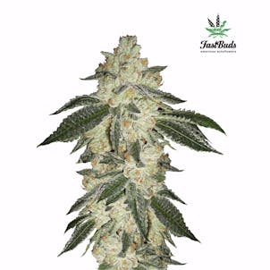 Photo of Green Crack