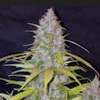 Product image for Bubblegum Auto Feminized Cannabis Seeds