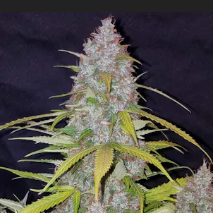 Photo of Bubblegum Auto Feminized Cannabis Seeds
