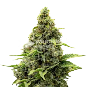 Photo of Amnesia Feminized Seeds