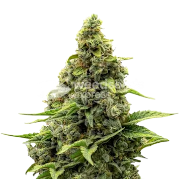 Photo of Amnesia Feminized Seeds