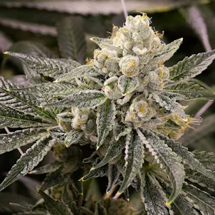 Photo of Milk Breath (feminized)