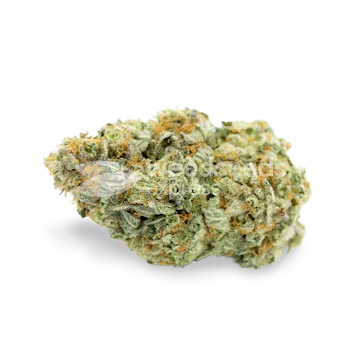 Photo of CBD Critical Mass Feminized Seeds