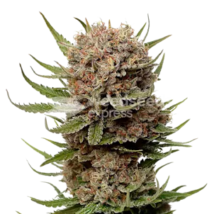 Photo of Black Domina Feminized Seeds