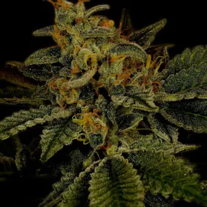 Photo of Hindu Kush Autoflower