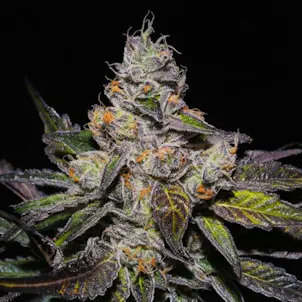 Photo of Peanut Butter Breath Feminized