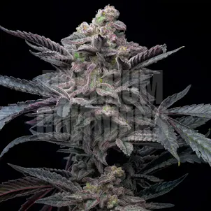 Photo of Purple Lemonade Autoflower