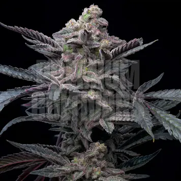 Photo of Purple Lemonade Autoflower