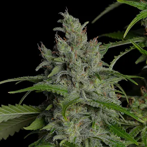 Photo of Durban Poison
