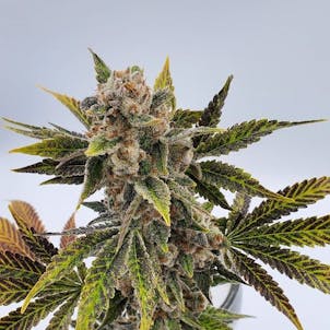 Photo of Imperial Eagle