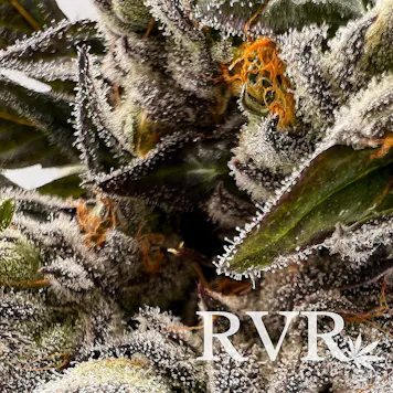 Photo of Divinity 35 Hybrid Flower