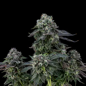 Photo of Blulato FloraCal Indica Premium Flower (3.5g)