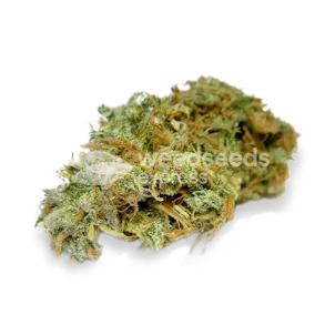 Photo of AK-48 Autoflower Seeds