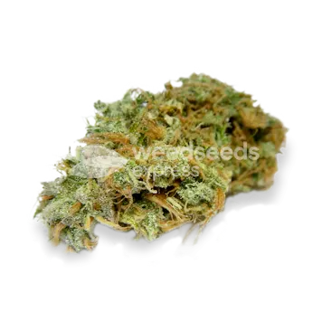 Photo of AK-48 Autoflower Seeds